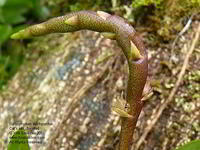 Bulbophyllum pachyrachis